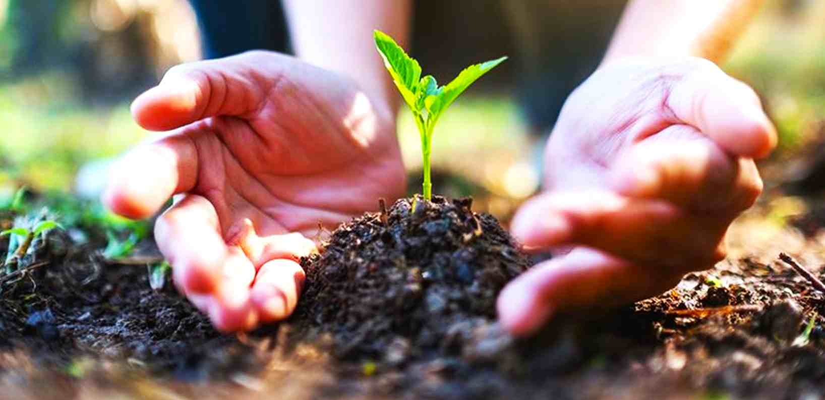 PLANTATION MANTAINANCE AND CARE